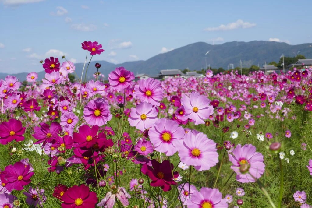 🌳 코미야 공원(코미야 코엔) 이미지 7